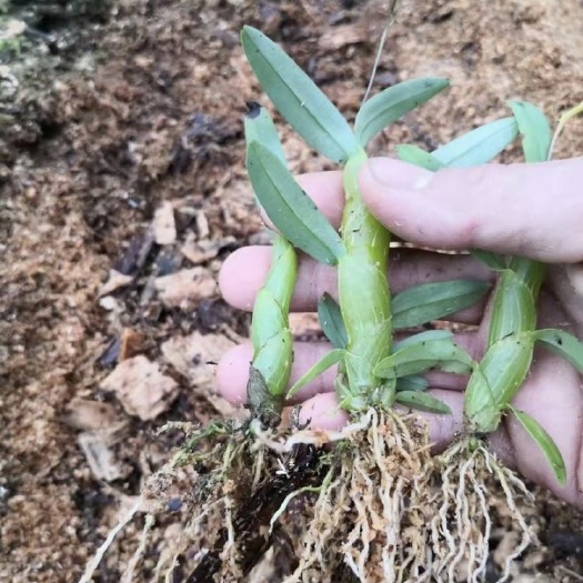 赤水市 珍虫石斛种苗 小苗