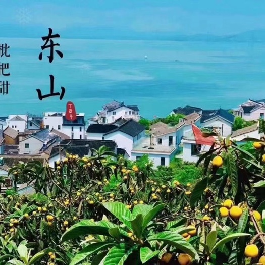 白沙枇杷 江苏省苏州市吴中区