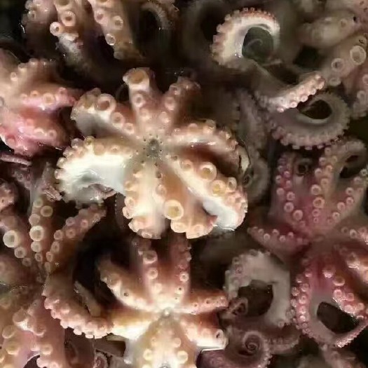 连云港章鱼 熟八爪鱼