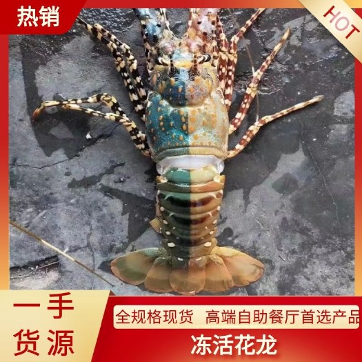 龙虾 活冻花龙 10公斤/件 酒店婚宴供应