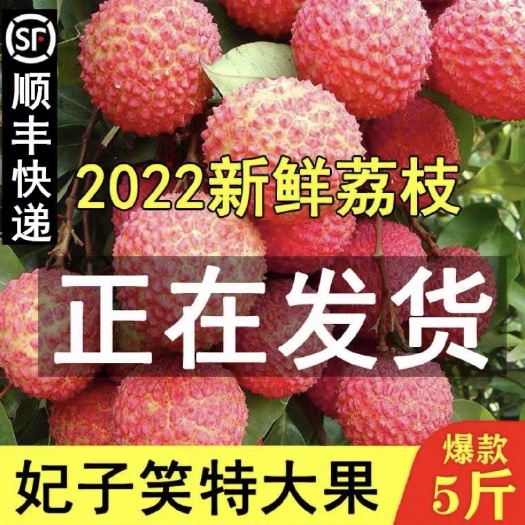 吴川市妃子笑荔枝新鲜现摘龙眼荔枝菌三月红荔枝果荔枝种植基地