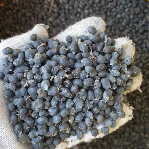 水腊种子