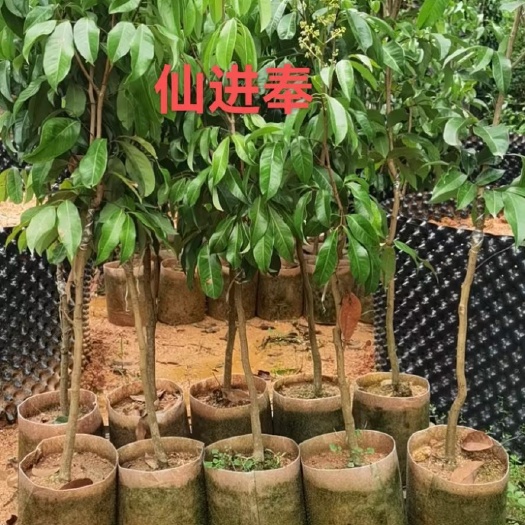 灵山县仙进奉荔枝苗 仙进奉荔枝树