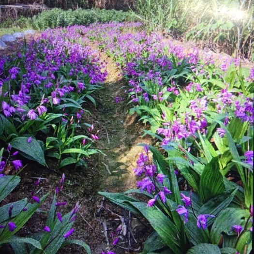 玉环市白及 白芨 三叉紫花白芨
