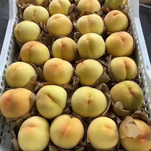 连云港 黄桃