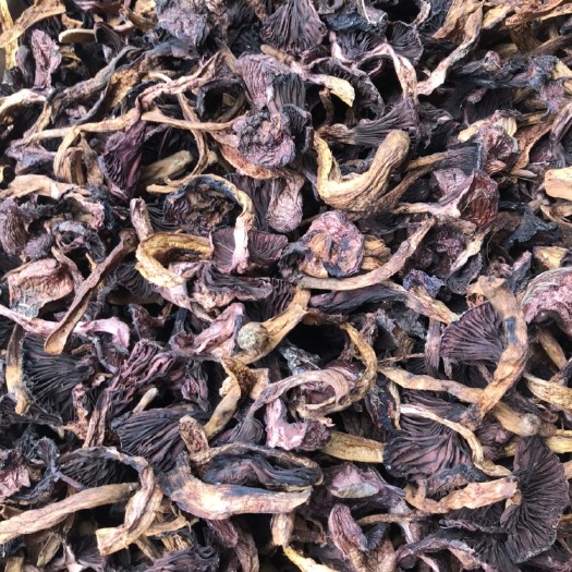 承德 承德野生肉蘑菇，