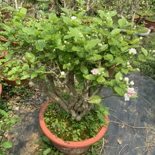 横州市 茉莉花老桩盆栽丛生单珠30年老桩