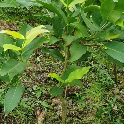 灵山县 黑糖芭比莲雾苗