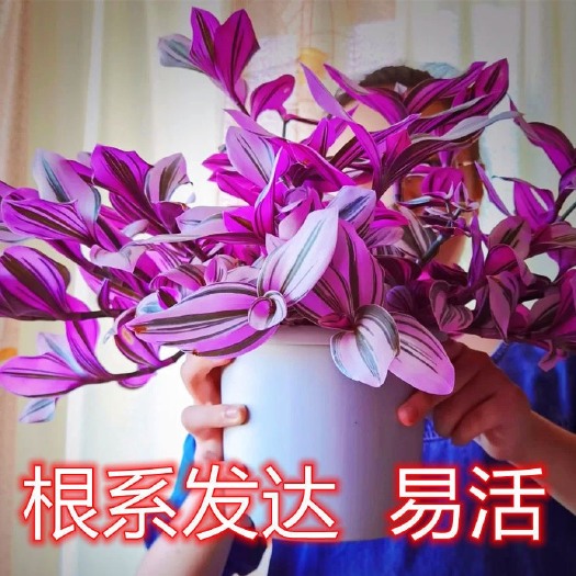 西华县油画婚礼吊兰盆栽室内绿植