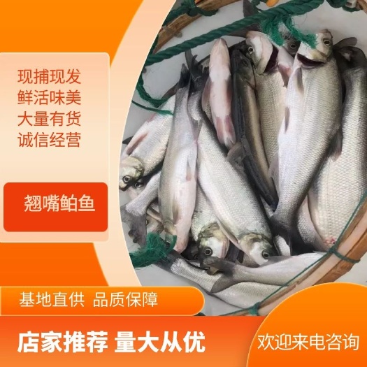 湖州翘嘴鲌鱼 长年供应巧嘴白鱼口感鲜美量大从优