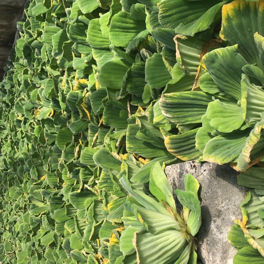 沙河市水芙蓉 