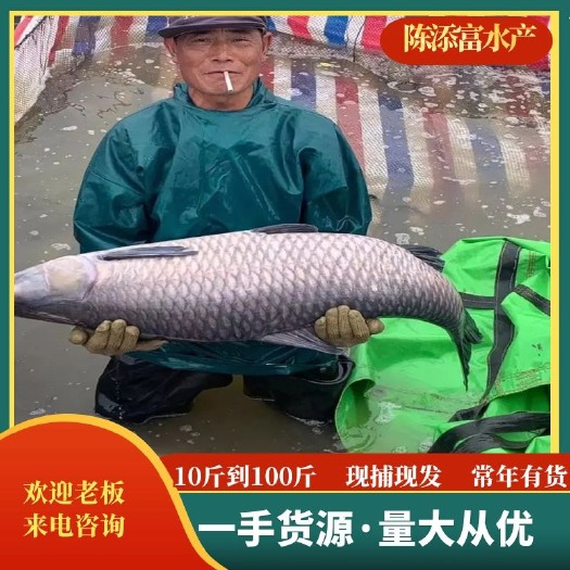湖州淡水青鱼  长年供应各规格青鱼10斤到100斤不等