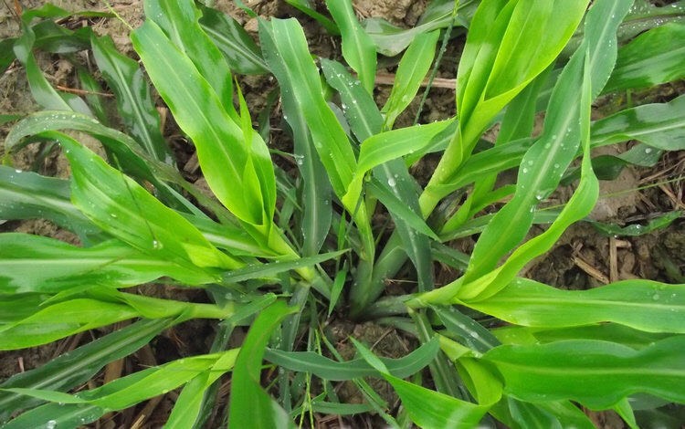 牧草 墨西哥玉米草