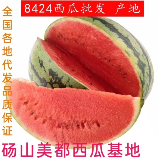8424西瓜麒麟西瓜  6斤打底 8成半熟  皮薄 口感