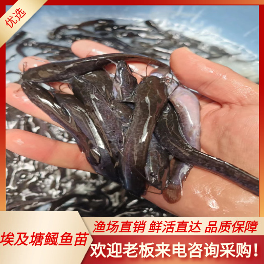 南宁埃及塘鲺鱼苗 埃及鱼苗，埃及鱼苗，苗场直销，量大从优包送上
