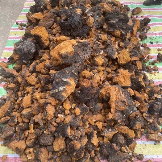 松潘县 桦树茸