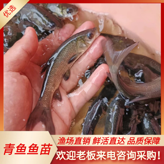 南宁大青鱼鱼苗 螺丝青鱼苗 乌鲩鱼苗 螺蛳青鱼苗 场地直销