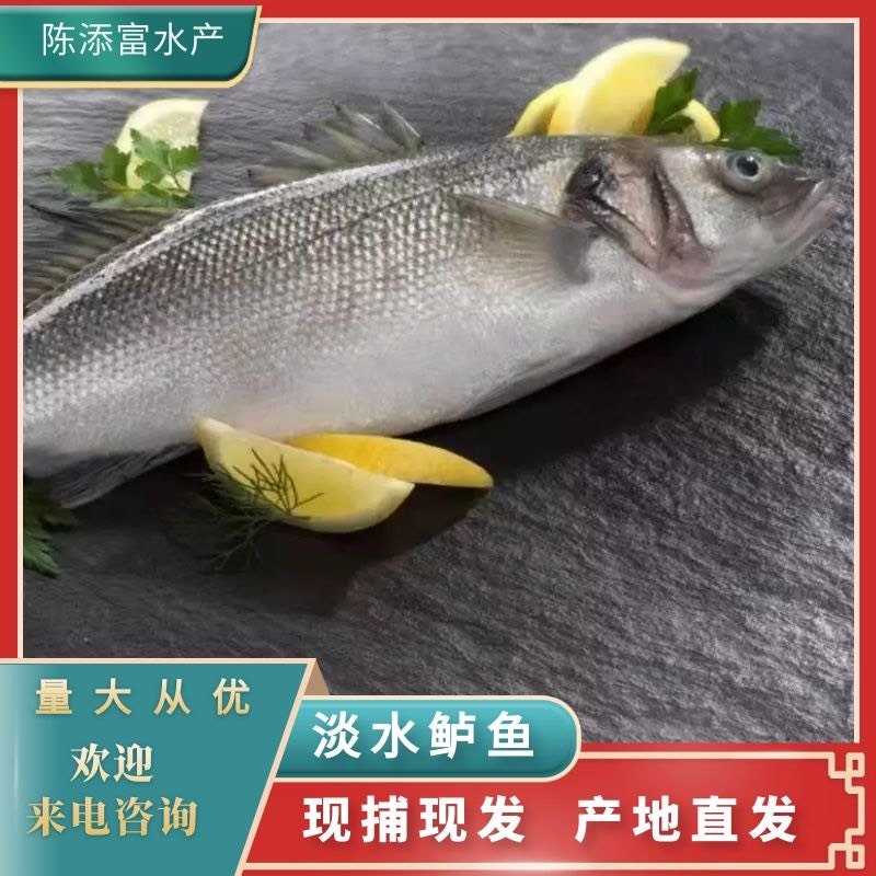 湖州淡水鲈鱼 长年供应精品鲈鱼口感鲜美量大从优