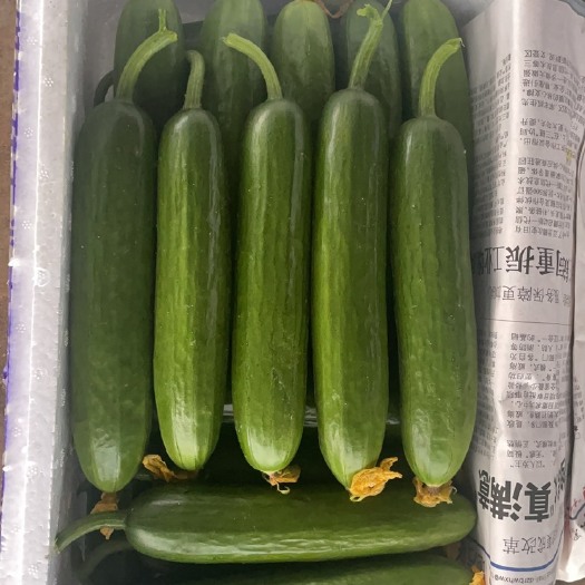 寿光市水果黄瓜 自产自销，大片种植基地