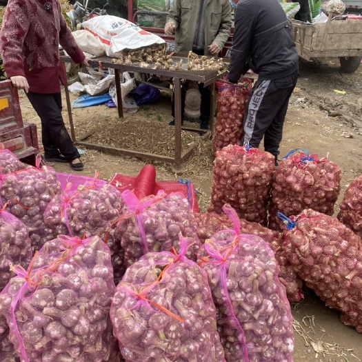 中牟县河南中牟产地新鲜大蒜 大量供应代发全国  合作共赢