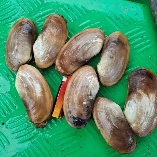 茂名 大量批发象拔蚌