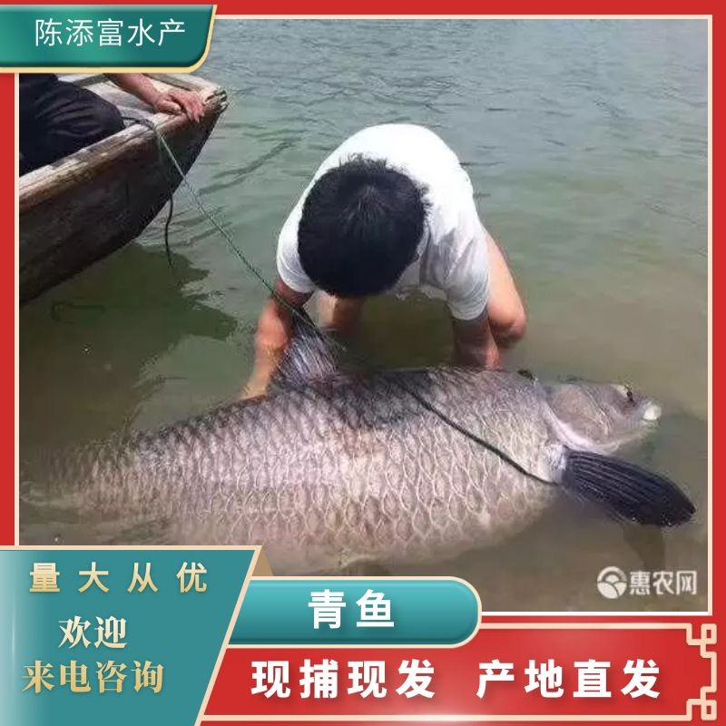 溧陽市烏青魚  長年穩定供應各規格青魚10斤到100斤不等