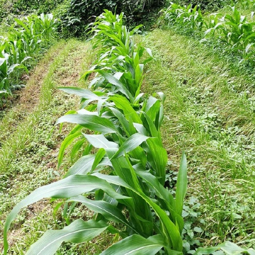嘉祥县牧草 高丹王割一茬收一茬产量高