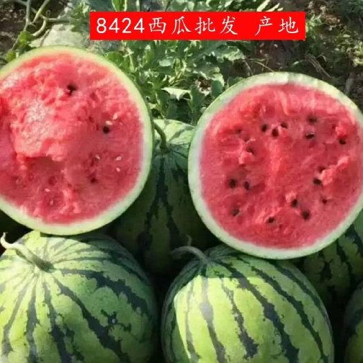 砀山县砀山美都西瓜 电商平台西瓜 8424西瓜  麒麟西瓜 皮薄