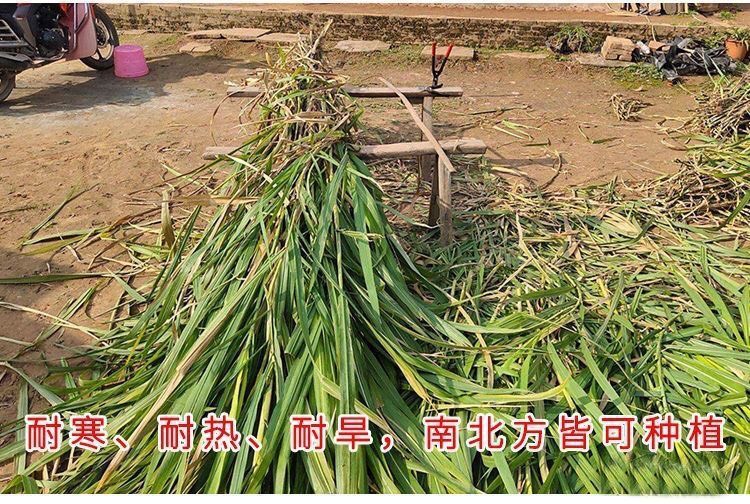 牧草 墨西哥玉米草