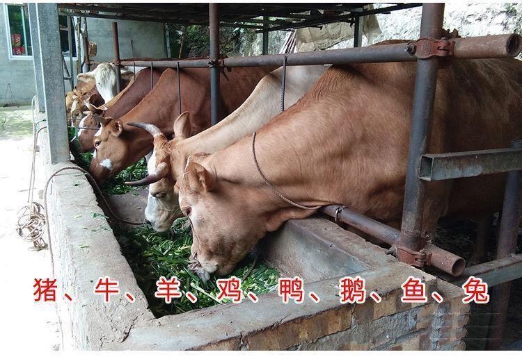 牧草 墨西哥玉米草