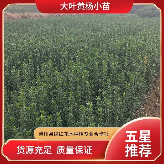 潢川县大叶黄杨