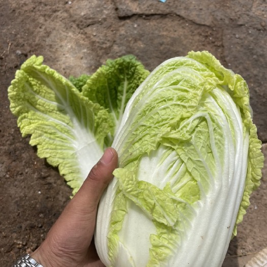 张掖精品应季高原娃娃菜基地货，货量大