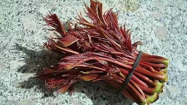 南京香椿种子 红油香椿红香椿四季播种 易活 净籽
