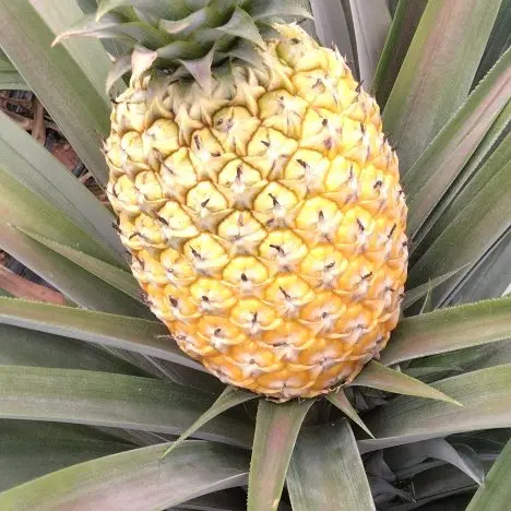 昌江县香水菠萝 香水凤梨次