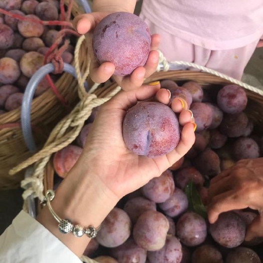 信宜市 大量供应钱排三华李！
