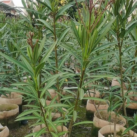 漳州 夹竹桃杯苗地被漳州夹竹桃种植基地苗农一手货源低价销售批发零售