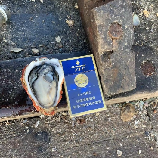 诏安县净化蚝 福建生蚝烧烤生蚝，一口蚝。生蚝养殖加工，承接大小包