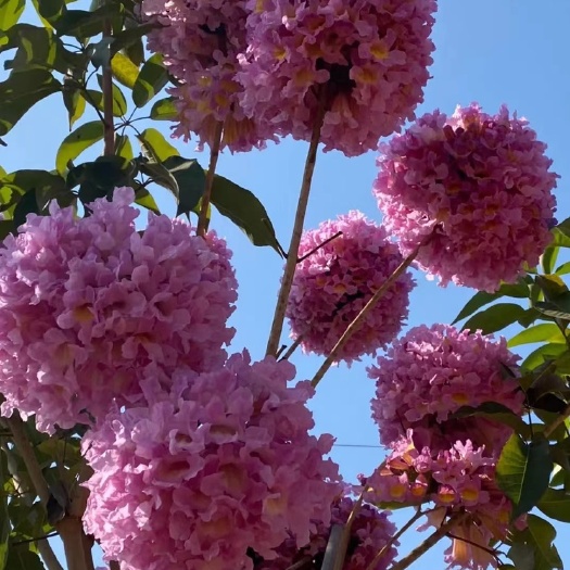 漳州 紫花绣球风铃木漳州紫花风铃木种植基地农户一手货源直销批发价格