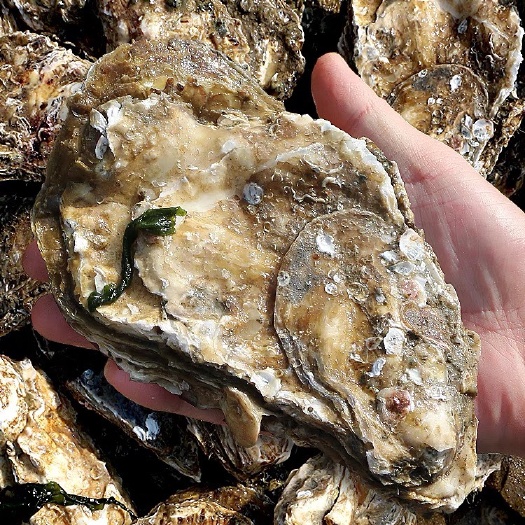 只卖养殖户生蚝 批发浙江三门生蚝牡蛎海蛎鲜活带壳特大水产当天