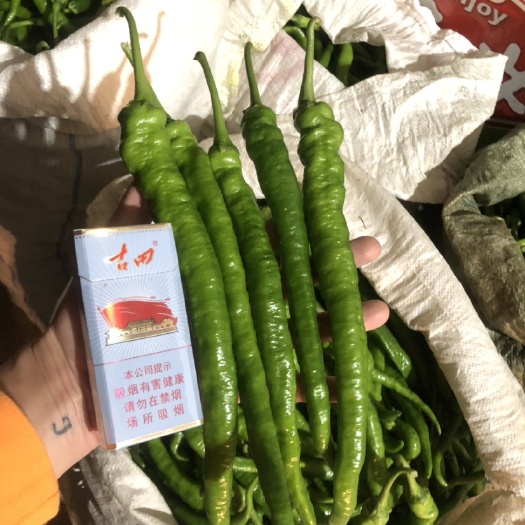 永安市线椒