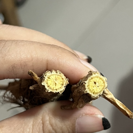 巴林右旗 中药材 防风