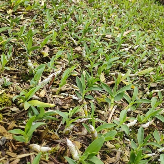 赤水市石斛种苗 珍虫石斛白杆小苗种苗