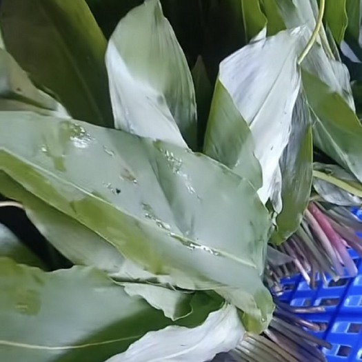 上海山野菜 山葱 别名羊儿葱 有了解这个的商家可聊聊天 大量供货