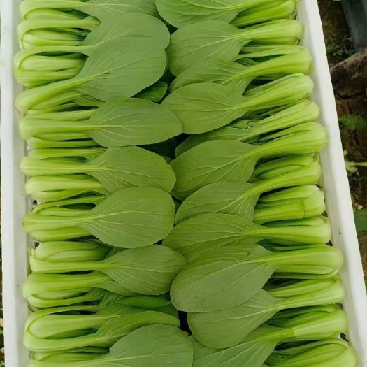 曹县 精品上海青