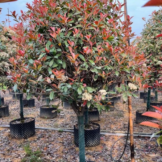 漳州高杆石楠 高杆红石楠漳州红石楠种植基地农户一手货源移栽苗直销批发价格