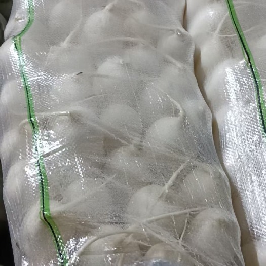 邯郸精品白萝卜