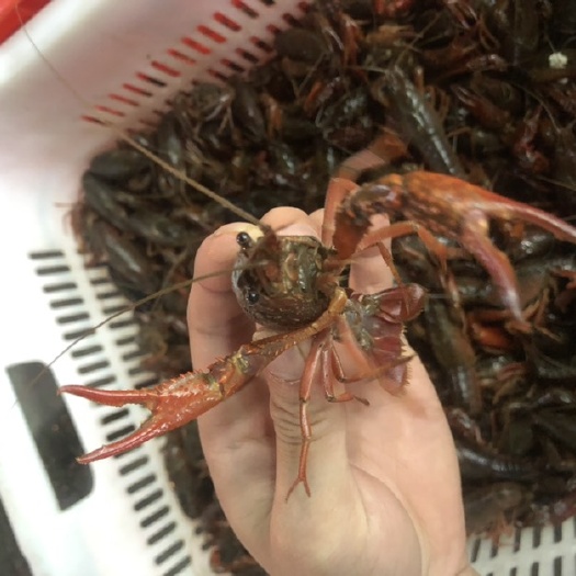 河源 小龙虾