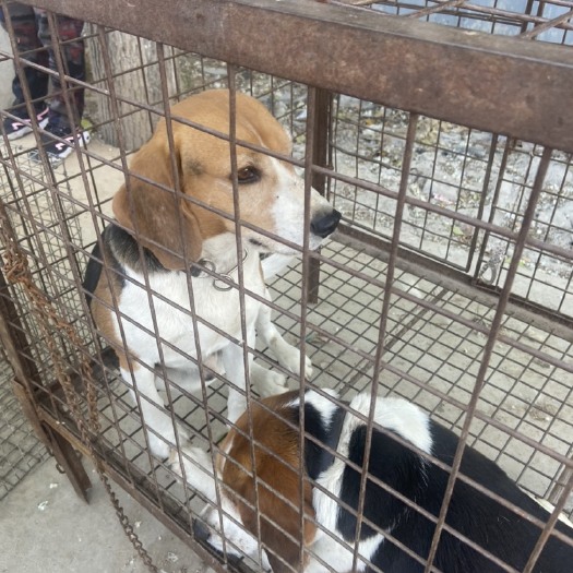 梁山县精品小犬  马犬  金毛  拉布拉多等等