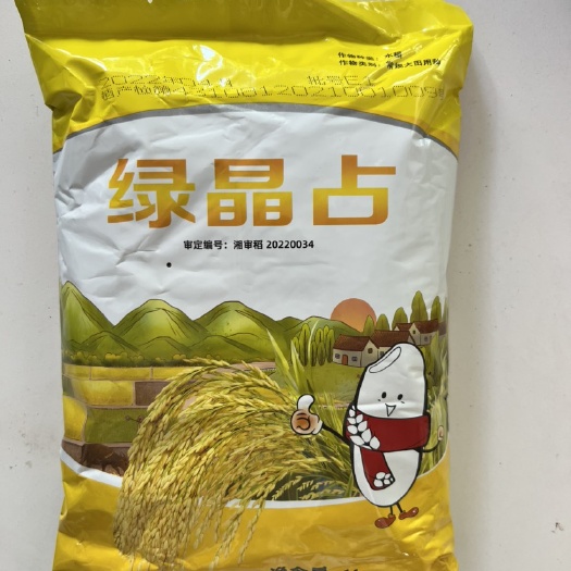 华容县绿晶占常规一季水稻种子分枝力强 生长势强 谷粒长型高产抗性强