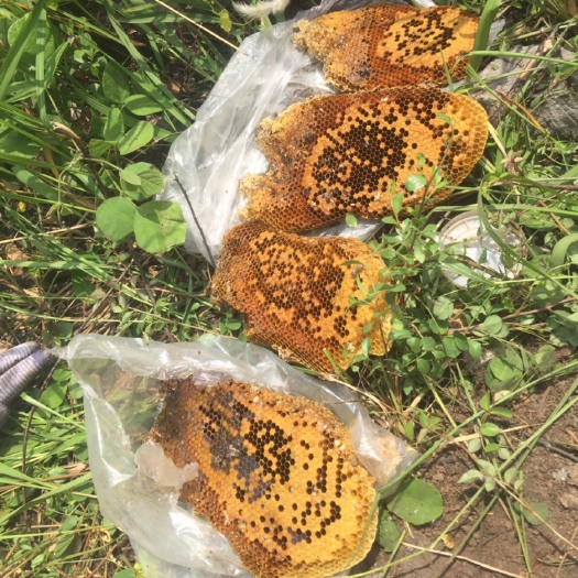 石屏县百花蜜 山蜂蜜